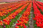 USA, Washington State. Skagit Valley, tulips grown in field Art Print